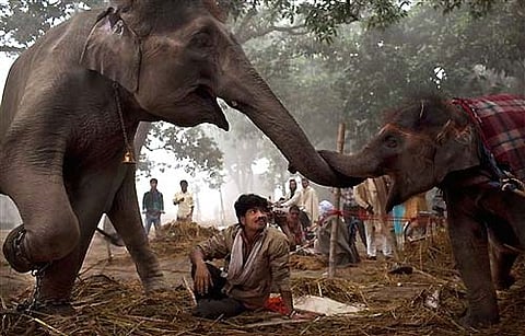 A mahout watches as seven-year old female elephant Laxmi reaches with her trunk to touch her daughter 13-month old baby elephant Rani at the Sonepur Fair, in Sonepur, Bihar. (AP)