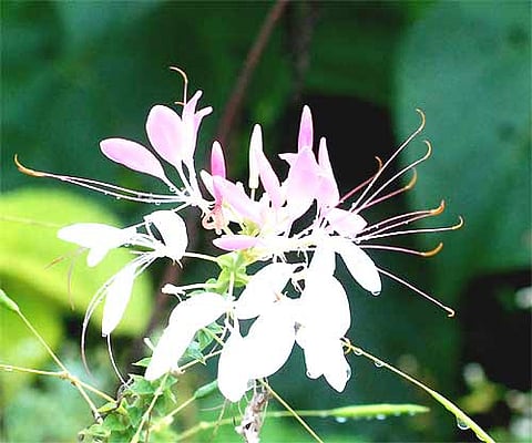 Valparai during monsoon