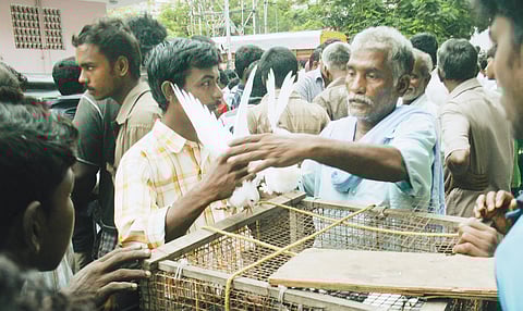 Illegal pet market a big public secret