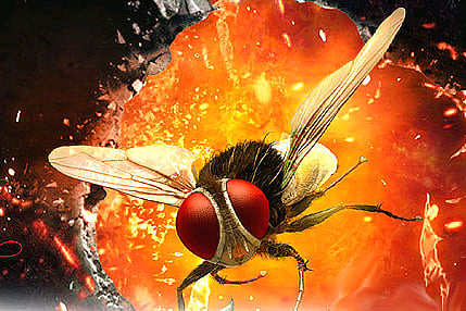 'Eega' (Telugu)