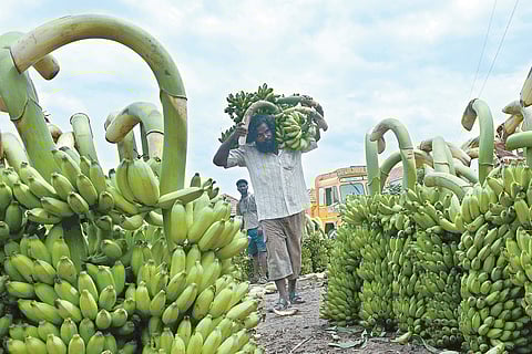 Fruit-lovers go ‘bananas’ over steep rise in plantain prices