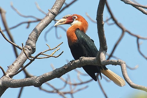 The Narcondam hornbill