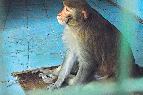 Marauding monkey trapped after two-day hunt in Kovai