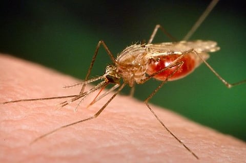 3D Structure of ‘Causative Agent’ of Malaria Constructed