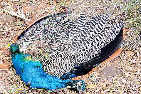 TN: 50 peacocks found dead in Dindigul