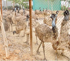 Now, Queen Farm faces heat