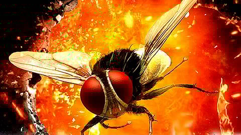 Producer of multilingual superhit 'Eega'  issues copyright infringement notice to Malayalam movie 'Lovely'