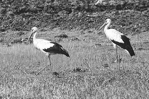 Birdwatchers spot rare winter visitor at Polachira Wetlands
