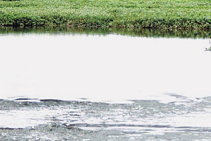 Death of Mathikere lake
