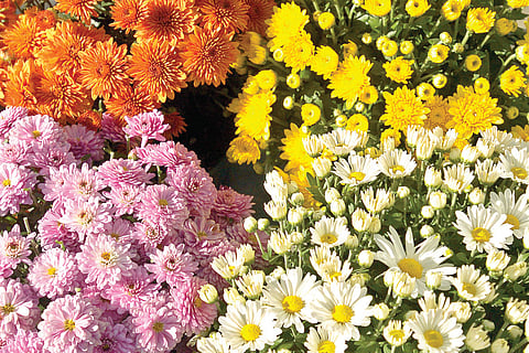 The language of flowers