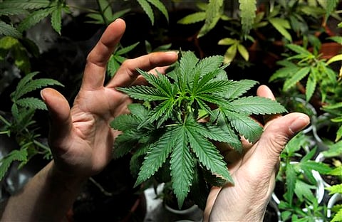 Secondhand weed smoke may damage blood vessels