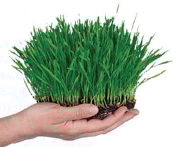 This grass is green, with health 