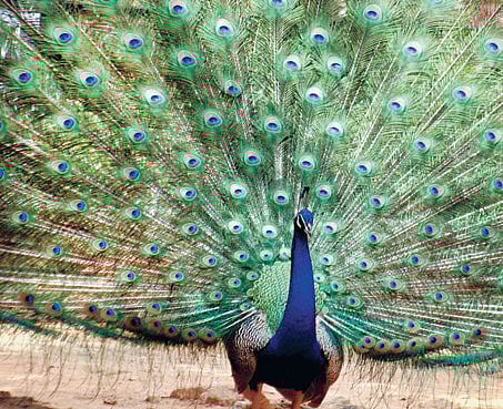 BBP struggles with adoption, Mysore zoo finds many takers