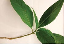 A Spoonful Vrisha Ghrtam to Beat Cold