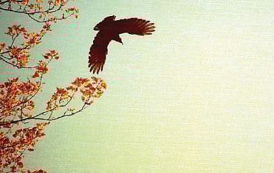 Voice Borne of Creator’s Crisis