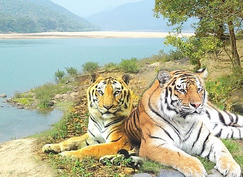 Is Odisha Government dismantling Satkosia Tiger Reserve?