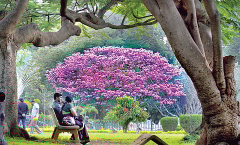 Cubbon Park Turns Pink