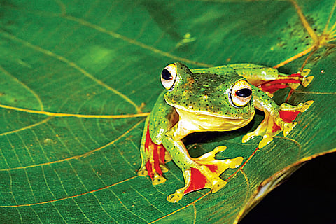 Nature's beautiful, agile acrobat: The Malabar gliding frog