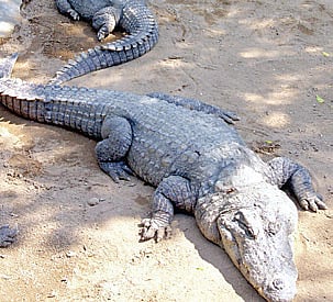 Crocodiles fight it out in cramped Sathanur Park