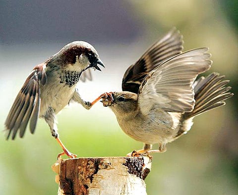 Where have the sparrows gone?
