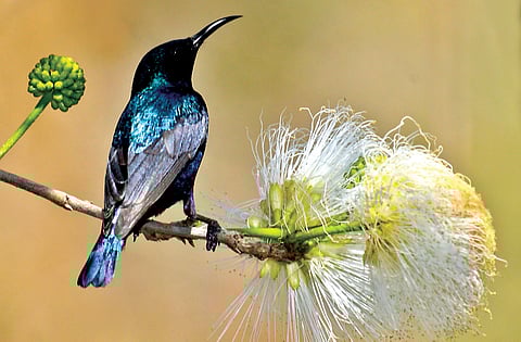 The cheery sunbird