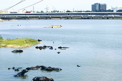 Water ‘treated’ at Porur lake