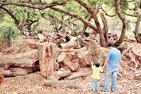 Shame Bangalore ! Graveyard for trees grows bigger in Basavanagudi