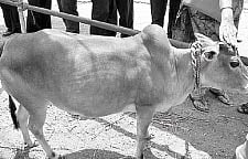 Illegal export of embryos killing Punganur cow