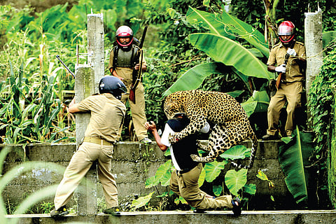 Human lives in danger from endangered wild