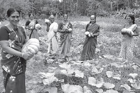 Farming for the love of it