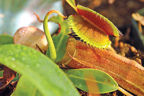 Plants which have a carnivorous side
