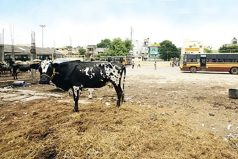 No end to stray cattle menace at Villivakkam