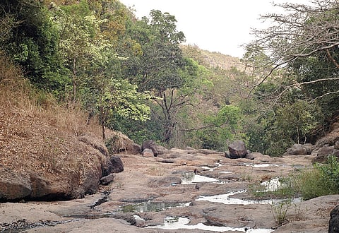 Magic of Bhimashankar sanctuary beckons