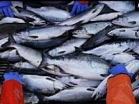 'Global fish catch on the decline'