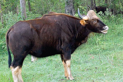 Handsome dandy of the bovine world