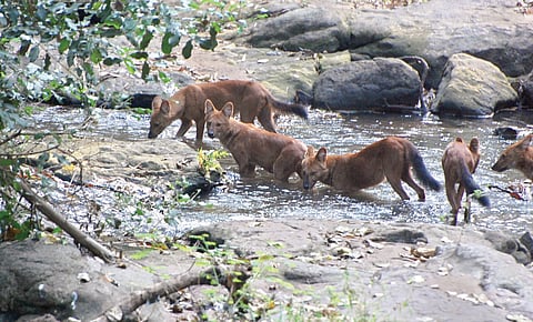 All hail the most feared predator