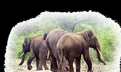 Elephants Rule Kayattuva