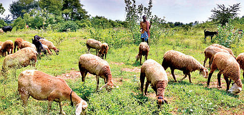 BBMP Misled High Court on Slaughterhouse