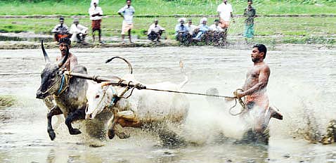 'Maramadi' Still a Big Draw in Mampuzha