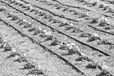 Drip-irrigati on System to Water Plants on Roads