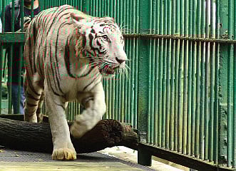 White Tiger Arrives in Zoo