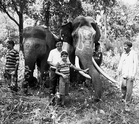State Gets Fourth Elephant Safari Circuit in Dandeli