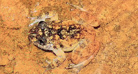 Cleverly Camouflaged... Frogs!