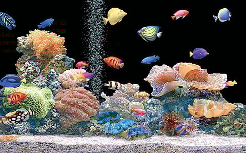 Can’t Afford an Aquarium? Start With a One-litre Jar