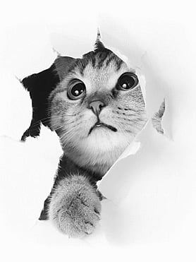 Not Being Curious is a Sign of Maturity