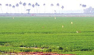 Chithira Paddy Field Regains Lost Charm