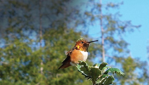 The Garden of Green delights