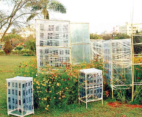 Bridging Gap Between Art & Ecology