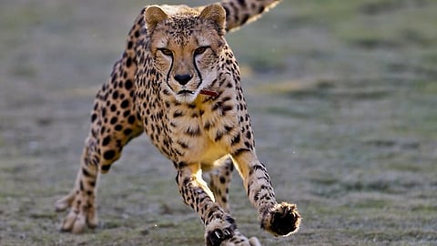 Cheetah numbers decline as African habitat shrinks