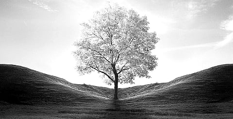 Sanatana Dharma: Tree of Divine Protection